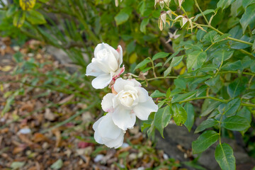 White rose (rosa - unknown cultivar) flower on an autumn day, Hamilton, Tasmania