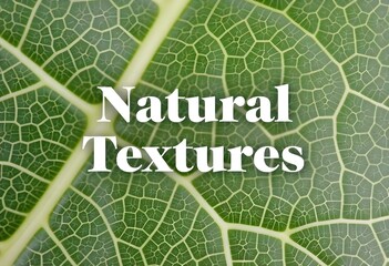 A close-up of a green leaf with detailed veins, the words Natural Textures in green font overlaying the leaf, creating a natural and textured design .