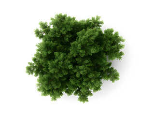 Obraz premium 3d Photorealistic green tree cluster, top view, isolated on white backdrop