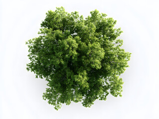 Obraz premium 3d Photorealistic green tree cluster, top view, isolated on white backdrop