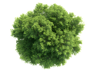 Fototapeta premium 3d Photorealistic green tree cluster, top view, isolated on white backdrop