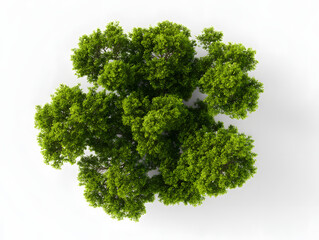 Fototapeta premium 3d Photorealistic green tree cluster, top view, isolated on white backdrop