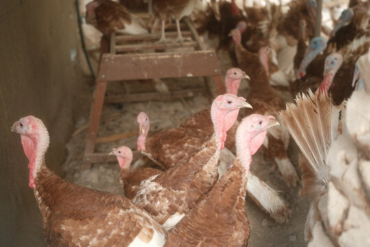 Basra, Iraq - May 3, 2025: Bourbon Red Turkeys in a Farm Setting..s