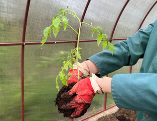 planting a tomato seeding. holding a tomato seedling in the hands. 