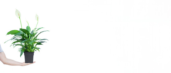 Banner for inscription with place for text, Male hand holding spathiphyllum flower in pot on white background