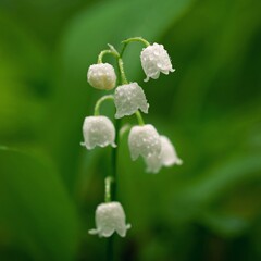 Lily of the valley (Convallaria majalis)