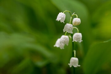 Lily of the valley (Convallaria majalis)