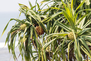A tree with green leaves and brown fruit