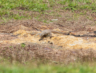 A lizard is walking on a patch of dirt