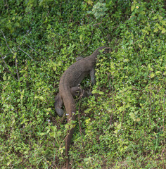 A lizard is walking through the grass