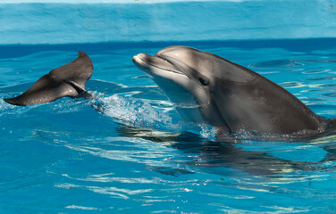 A dolphin is swimming in a pool