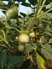Close up shoot of leaves and seed pods of Datura inoxia.