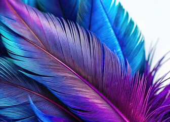 Fototapeta premium Intricate Blue & Purple Avian Feather Macro