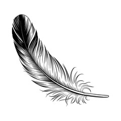Elegant detailed feather vector art & illustrations