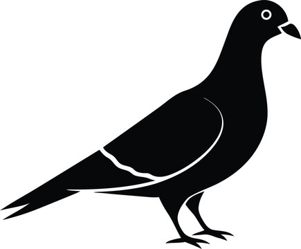vector illustration of a pigeon, pigeon vector illustration design, pigeon icon and logo