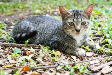  Tabby Cat on the Ground