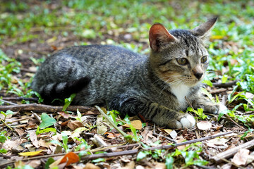Tabby Cat Resting on Ground Outdoors