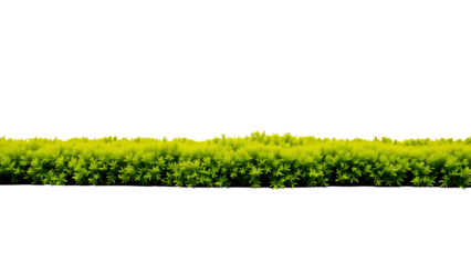 Isolated green hedge row vector illustration for garden landscaping design and nature graphics element