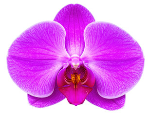  Vibrant Purple Orchid Blossom Isolated
