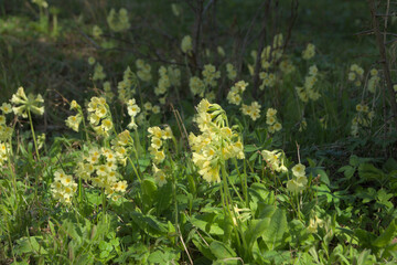Soft Yellow Primroses Blooming in Spring