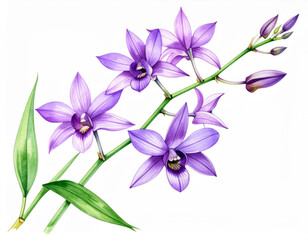 Naklejka premium Watercolor Purple Dendrobium Orchid Stem