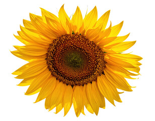Fototapeta premium Bright Yellow Sunflower Head Isolated