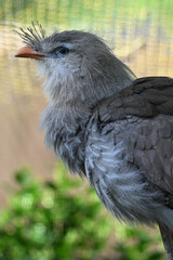 Red-legged Seriema
