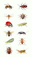 Animal insect element set