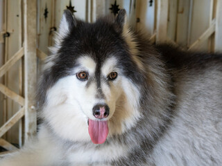 portrait of an Alaskan Malamute with tongue, summer heat