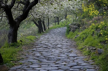 Fototapeta premium Blossoming trees lining a cobblestone path