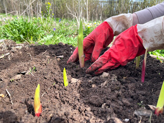 planting a gladiolus head into the soil. hands in red gloves are planting. 