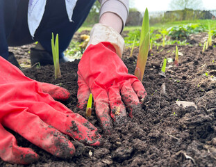 planting a flower. woman is planting a Gladiolus into the soil. woman in red gloves. planting season