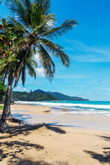Coconut palm on Surin Beach, Phuket, Thailand