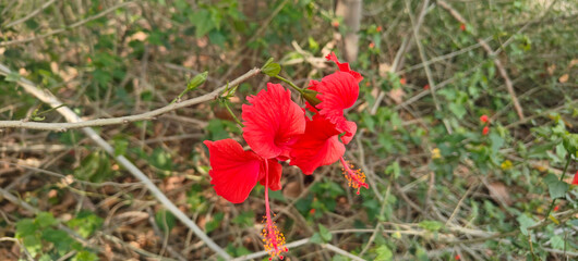 Close up shoot of hibiscus flower.