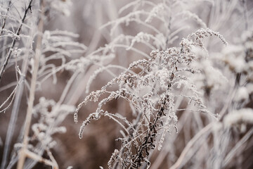 Frozen plants during frost in the field. Beautiful winter natural landscape.