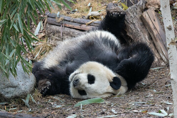 Close up sleeping Panda, He Hua aka Hua hua, Chengdu, China
