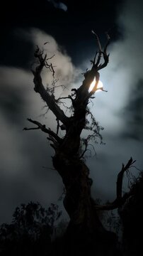 Silhouette of bare tree against dramatic cloudy sky with a sliver of bright light piercing through, creating an eerie and captivating scene.