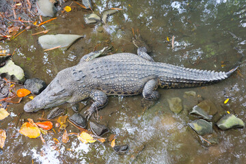 Sleeping big crocodile alligator rest relax in the pond river water top view