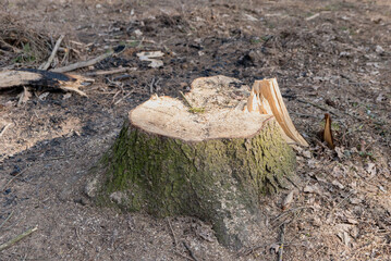Deforestation, clearing of forests. Cutting down trees, ecology