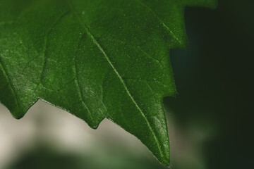 Dark Green Leaf Macro