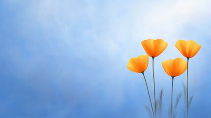 Obraz premium Bright orange poppies with delicate petals stand on slender stems against clear blue sky with hint of sunlight