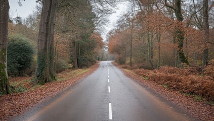 Fototapeta premium Empty road through autumnal forest