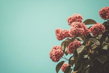 Pink flowers against light teal sky