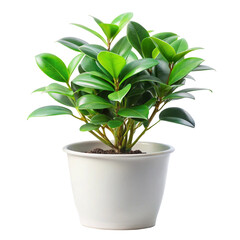 green plant in a pot