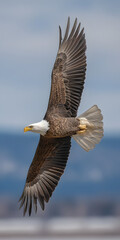 Majestic Eagle Soaring Over Tranquil Landscape
