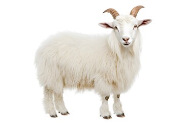 Obraz premium A fluffy white goat with horns standing upright and looking alert in a natural outdoor setting