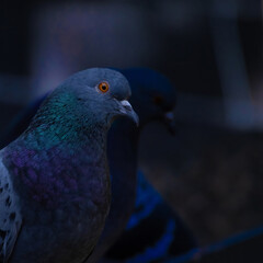 Domestic pigeon is a pigeon subspecies that was derived from the rock dove