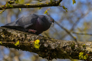 Domestic pigeon is a pigeon subspecies that was derived from the rock dove