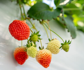 Close-up of fresh strawberries growing in a greenhouse, bathed in sunlight. The vibrant red fruits and green leaves create a natural, organic scene ideal for food, farming, and agricultural concepts.