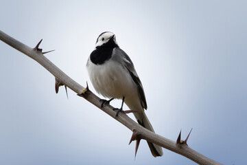 portrait of (motacilla alba alba) natural white wagtail